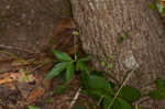 Clustered blacksnakeroot